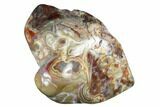 Polished Crazy Lace Agate - Mexico #180551-3